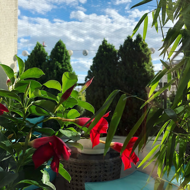 Balkon bezpieczny dla zwierząt w południowym klimacie