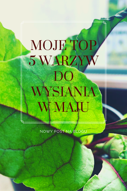 Moje TOP 5 warzyw do wysiania w maju