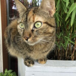 Mini kurs: Koci Balkon – Twoja oaza pod moim okiem