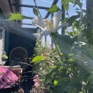 Koci balkon bez stresu i zgadywania — webinar na żywo