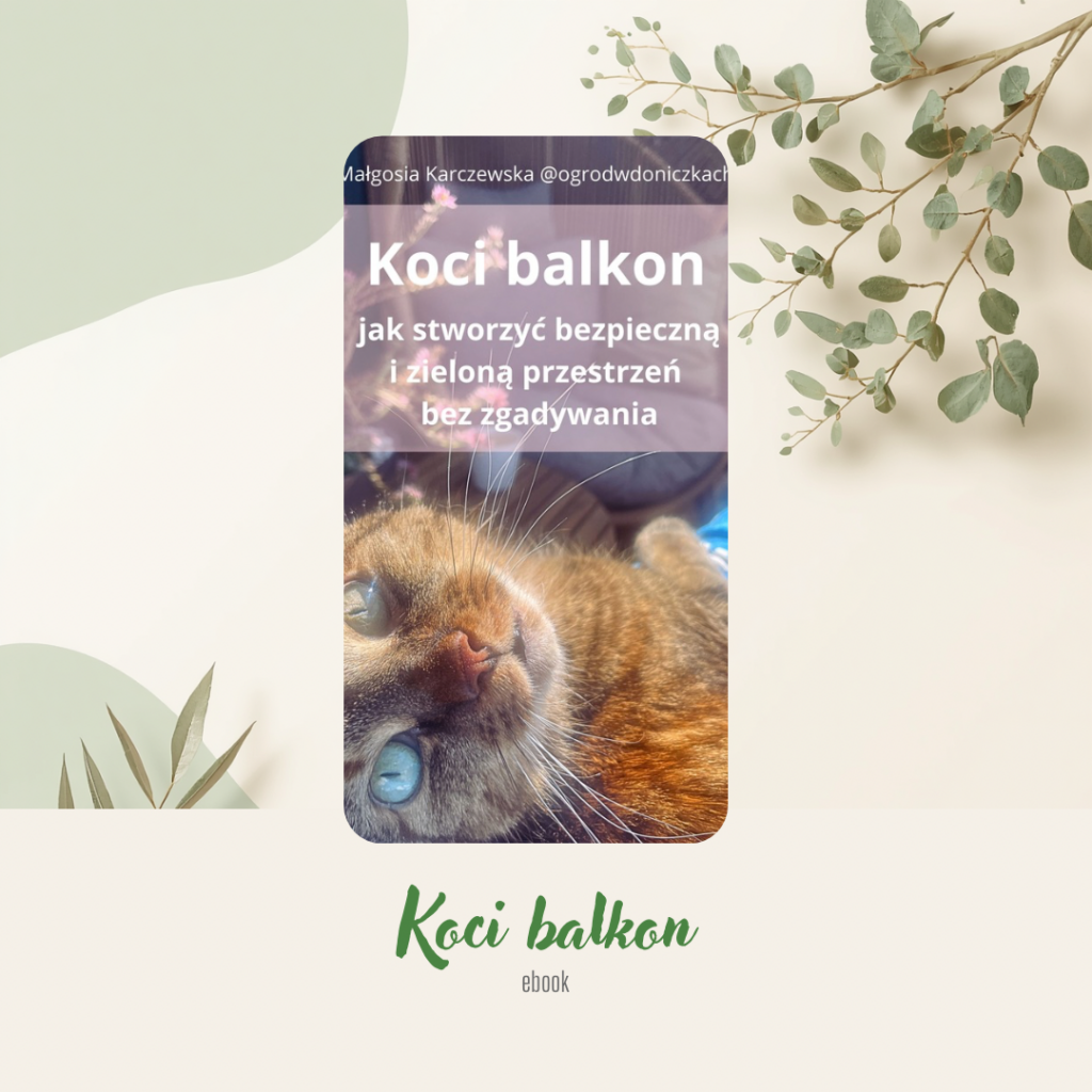 „Koci balkon” (e-book)