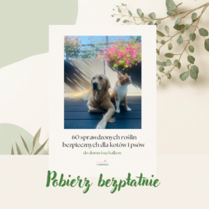 60 roślin bezpiecznych dla kotów i psów — bezpłatna lista 💚